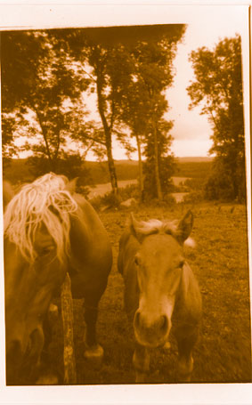 chevaux comtois